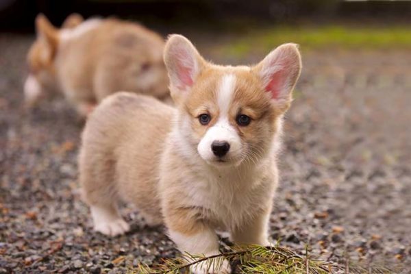 About Corgis - Sunshine Corgi Rescue